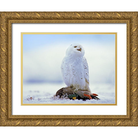 Snowy Owl with Mallard Gold Ornate Wood Framed Art Print with Double Matting by Fitzharris, Tim