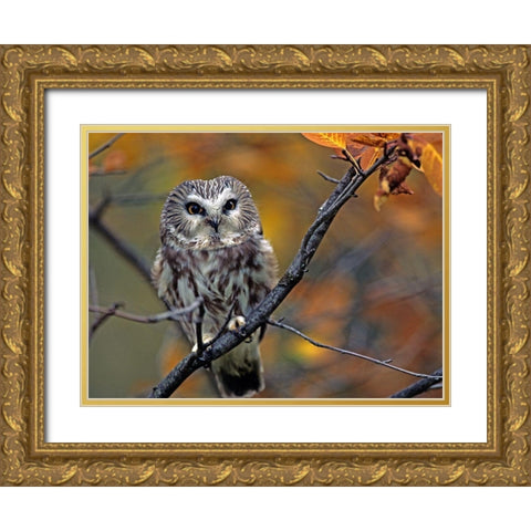 Northern Saw-whet Owl Gold Ornate Wood Framed Art Print with Double Matting by Fitzharris, Tim