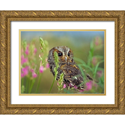 Flammulated Owl II Gold Ornate Wood Framed Art Print with Double Matting by Fitzharris, Tim