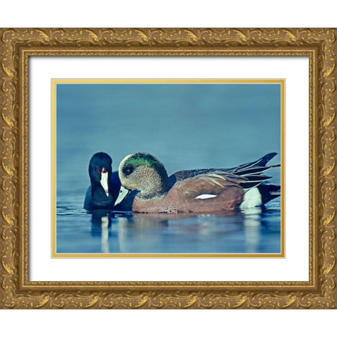 Coot Hoping to Share Food with American Widgeon Drake Gold Ornate Wood Framed Art Print with Double Matting by Fitzharris, Tim