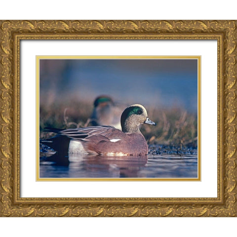 American Wigeon Drake with Hen Gold Ornate Wood Framed Art Print with Double Matting by Fitzharris, Tim