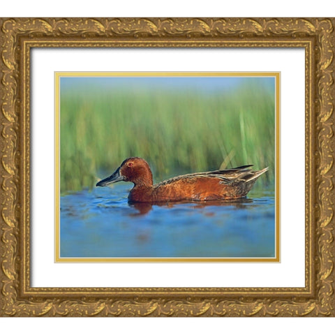Cinnamon Teal Drake Gold Ornate Wood Framed Art Print with Double Matting by Fitzharris, Tim