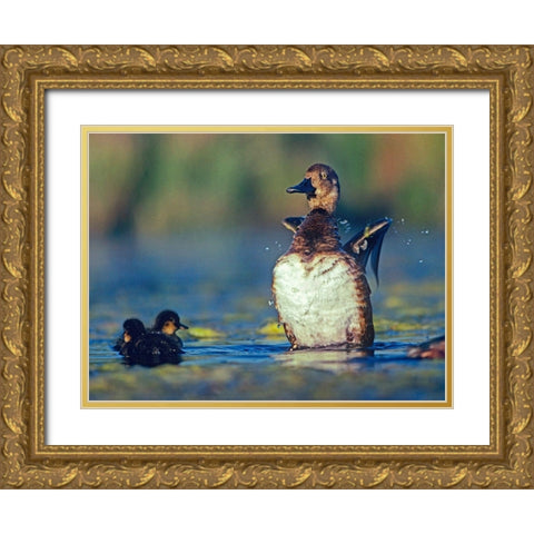 Lesser Scaup Female and Young Gold Ornate Wood Framed Art Print with Double Matting by Fitzharris, Tim