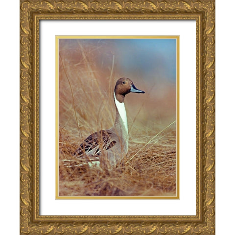 Northern Pintail Drake Gold Ornate Wood Framed Art Print with Double Matting by Fitzharris, Tim