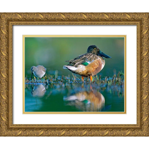 Northern Shoveler Drake with Sandpiper Gold Ornate Wood Framed Art Print with Double Matting by Fitzharris, Tim