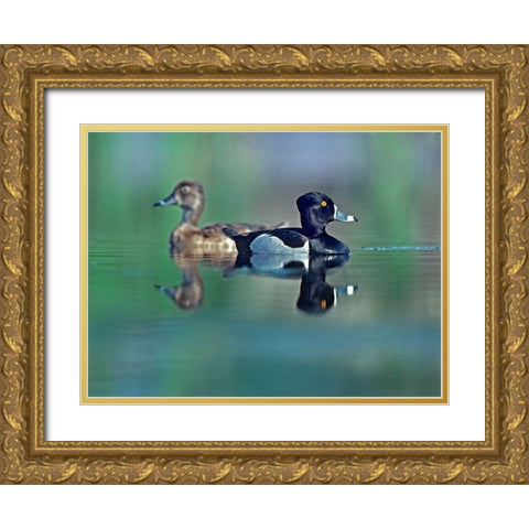 Ring-necked Drake and Hen Gold Ornate Wood Framed Art Print with Double Matting by Fitzharris, Tim