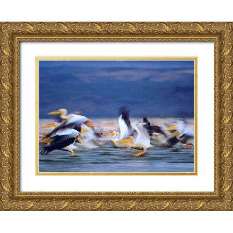 African White Pelicans Gold Ornate Wood Framed Art Print with Double Matting by Fitzharris, Tim