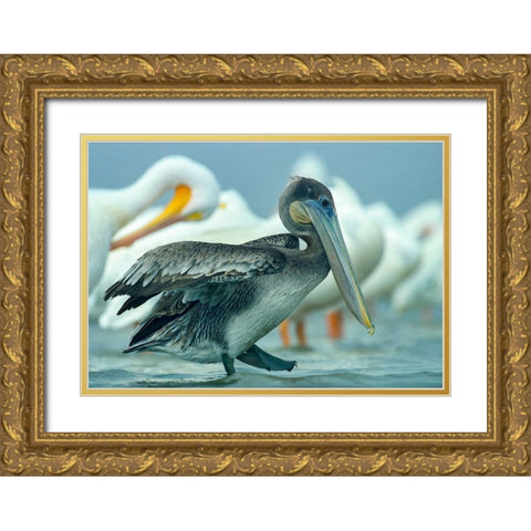 Brown Pelican with White Pelicans Gold Ornate Wood Framed Art Print with Double Matting by Fitzharris, Tim