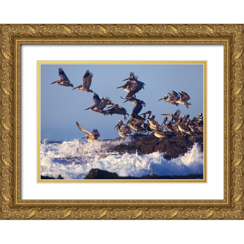 Brown Pelicans on Rock Gold Ornate Wood Framed Art Print with Double Matting by Fitzharris, Tim