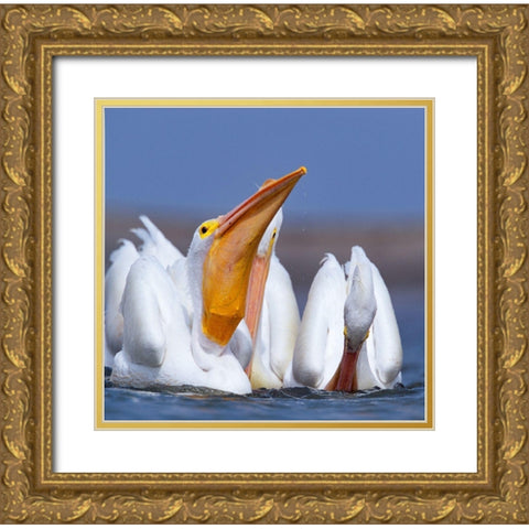 White Pelicans Swallowing Fish Gold Ornate Wood Framed Art Print with Double Matting by Fitzharris, Tim