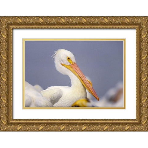 White Pelican Gold Ornate Wood Framed Art Print with Double Matting by Fitzharris, Tim