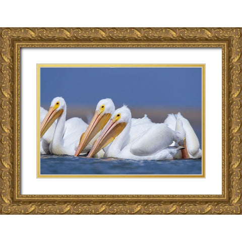 White Pelicans Gold Ornate Wood Framed Art Print with Double Matting by Fitzharris, Tim