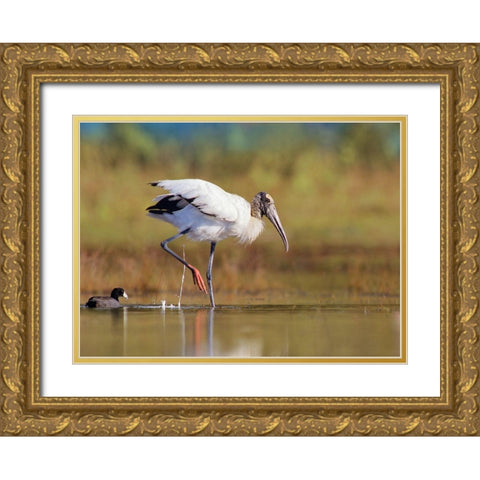 Wood Stork Gold Ornate Wood Framed Art Print with Double Matting by Fitzharris, Tim