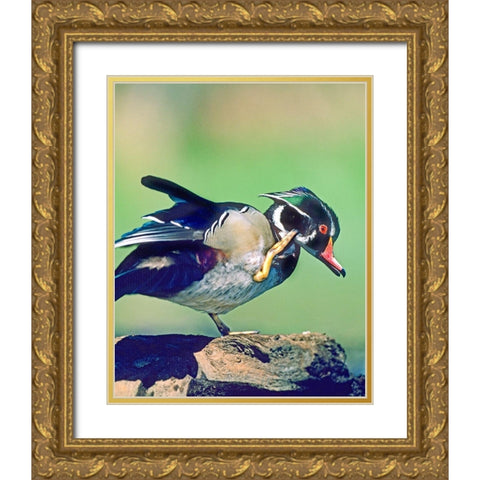 Wood Duck Drake Scratching Gold Ornate Wood Framed Art Print with Double Matting by Fitzharris, Tim