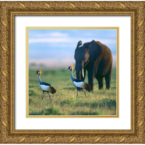 Crowned Cranes with Elephant-Amboseli National Park-Kenya Gold Ornate Wood Framed Art Print with Double Matting by Fitzharris, Tim