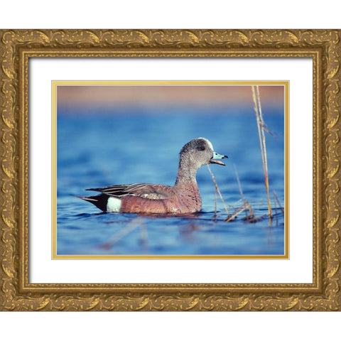 American Widgeon Gold Ornate Wood Framed Art Print with Double Matting by Fitzharris, Tim