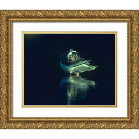 Bonapartes Gull Preening Gold Ornate Wood Framed Art Print with Double Matting by Fitzharris, Tim