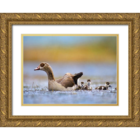 Egyptian Goose with Goslings-Tanzania Gold Ornate Wood Framed Art Print with Double Matting by Fitzharris, Tim