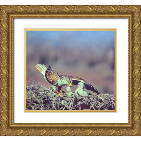 Ferruginous Hawks Gold Ornate Wood Framed Art Print with Double Matting by Fitzharris, Tim