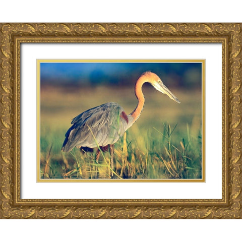 Goliath Heron Gold Ornate Wood Framed Art Print with Double Matting by Fitzharris, Tim
