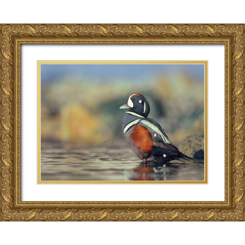 Harlequin Duck-White Rock Beach-British Columbia Gold Ornate Wood Framed Art Print with Double Matting by Fitzharris, Tim