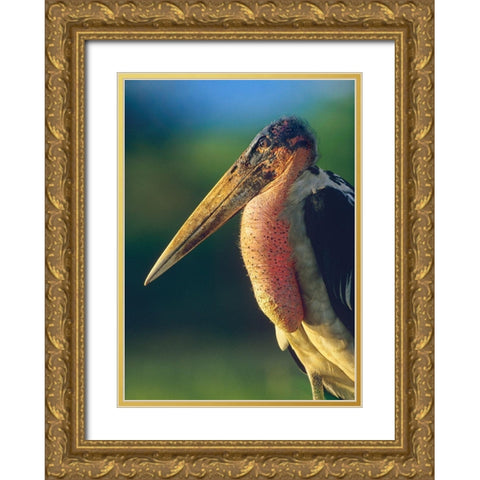 Marabou Stork-Kenya I Gold Ornate Wood Framed Art Print with Double Matting by Fitzharris, Tim