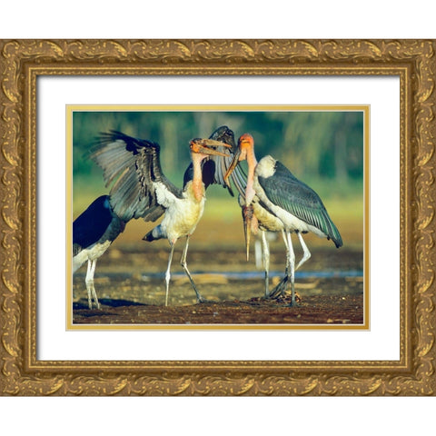 Marabou Storks Gold Ornate Wood Framed Art Print with Double Matting by Fitzharris, Tim