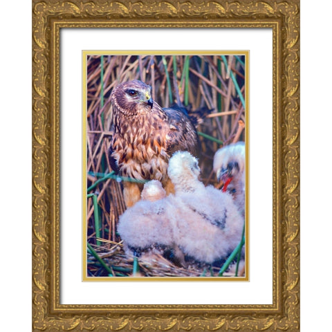 Marsh Hawks Gold Ornate Wood Framed Art Print with Double Matting by Fitzharris, Tim