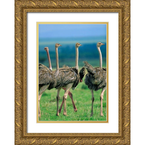 Young Ostriches-Kenya Gold Ornate Wood Framed Art Print with Double Matting by Fitzharris, Tim