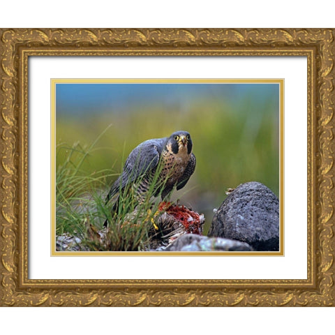 Peregrine Falcon with Duck Gold Ornate Wood Framed Art Print with Double Matting by Fitzharris, Tim