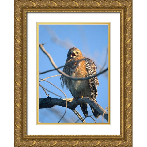 Red-Shouldered Hawk II Gold Ornate Wood Framed Art Print with Double Matting by Fitzharris, Tim