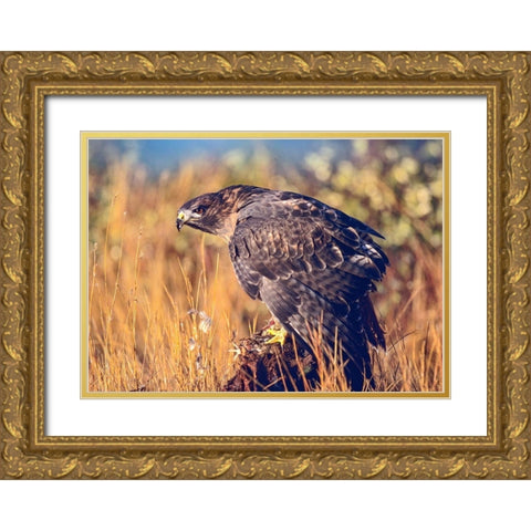 Red-tailed Hawk Gold Ornate Wood Framed Art Print with Double Matting by Fitzharris, Tim