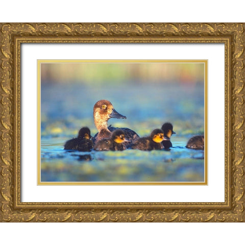 Lesser Scaup Hen with Young Gold Ornate Wood Framed Art Print with Double Matting by Fitzharris, Tim