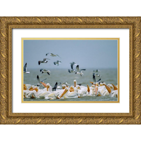 White Pelicans and Gulls Fishing-Texas Coast Gold Ornate Wood Framed Art Print with Double Matting by Fitzharris, Tim