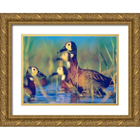 White-faced Tree Ducks-Kenya II Gold Ornate Wood Framed Art Print with Double Matting by Fitzharris, Tim