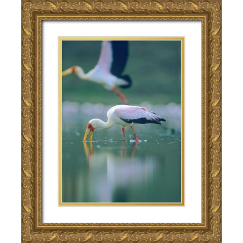 Yellow-billed Stork Feeding-Kenya Gold Ornate Wood Framed Art Print with Double Matting by Fitzharris, Tim
