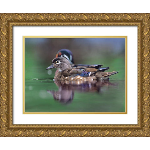 Wood Ducks Gold Ornate Wood Framed Art Print with Double Matting by Fitzharris, Tim