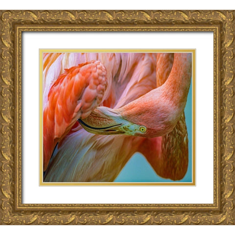 Caribbean Greater Flamingo Preening Gold Ornate Wood Framed Art Print with Double Matting by Fitzharris, Tim