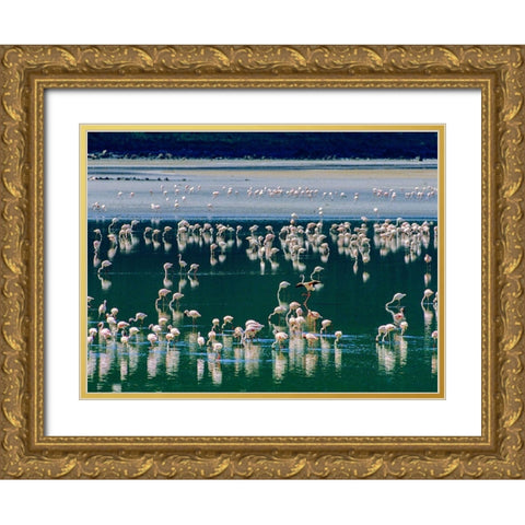 Lesser Flamingos-Kenya Gold Ornate Wood Framed Art Print with Double Matting by Fitzharris, Tim