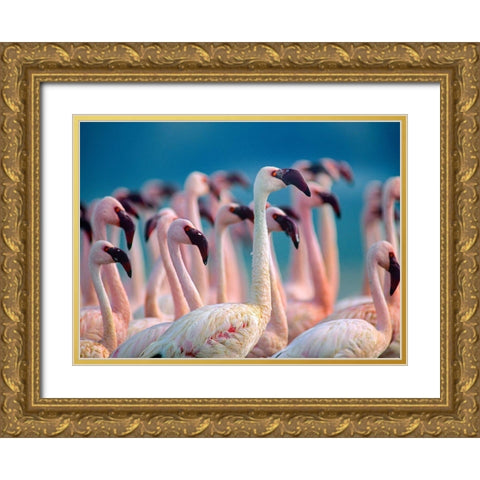 Lesser Flamingos-Kenya Gold Ornate Wood Framed Art Print with Double Matting by Fitzharris, Tim