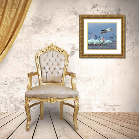 White Pelicans at Bolivar flats,Texas Gold Ornate Wood Framed Art Print with Double Matting by Fitzharris, Tim
