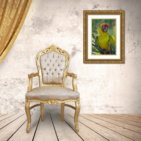 Great Green Macaw II Gold Ornate Wood Framed Art Print with Double Matting by Fitzharris, Tim