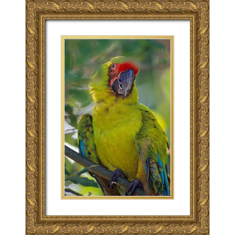 Great Green Macaw II Gold Ornate Wood Framed Art Print with Double Matting by Fitzharris, Tim