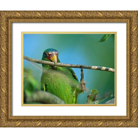 White-fronted Parrot II Gold Ornate Wood Framed Art Print with Double Matting by Fitzharris, Tim