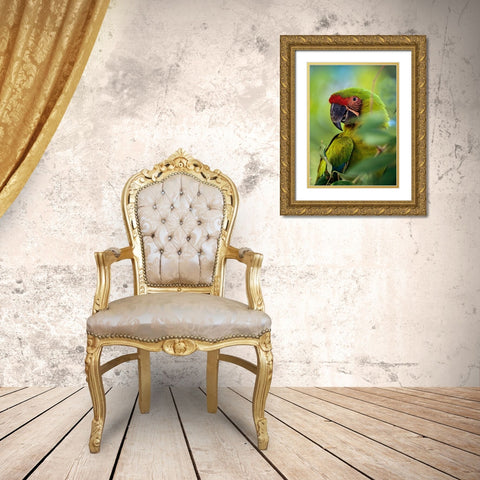 Great Green Macaw III Gold Ornate Wood Framed Art Print with Double Matting by Fitzharris, Tim