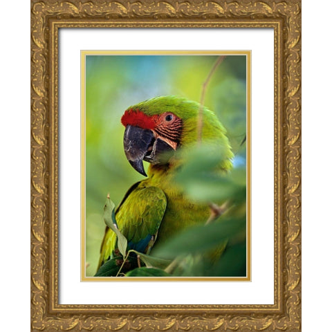 Great Green Macaw III Gold Ornate Wood Framed Art Print with Double Matting by Fitzharris, Tim