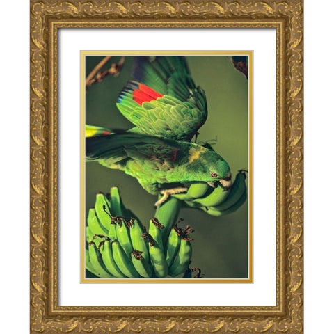 Yellow-naped Parrot Gold Ornate Wood Framed Art Print with Double Matting by Fitzharris, Tim