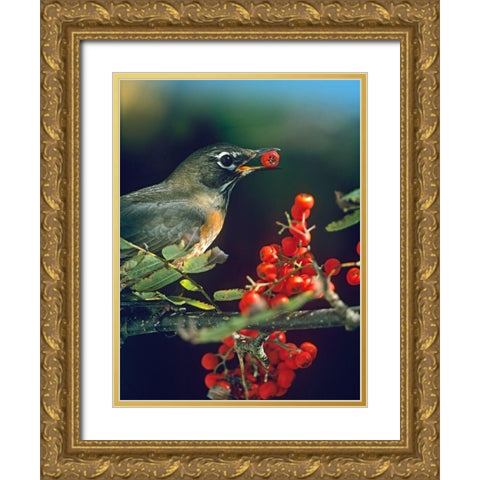 American Robin with Mountain Ash Berries Gold Ornate Wood Framed Art Print with Double Matting by Fitzharris, Tim