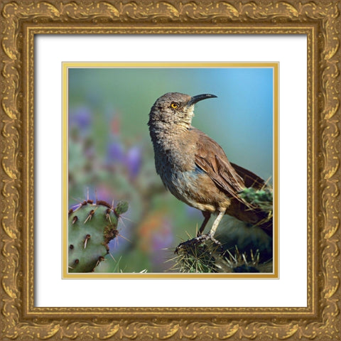 Curve-billed Thrasher-Arizona Gold Ornate Wood Framed Art Print with Double Matting by Fitzharris, Tim