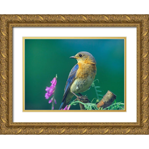 Eastern Bluebird Female I Gold Ornate Wood Framed Art Print with Double Matting by Fitzharris, Tim